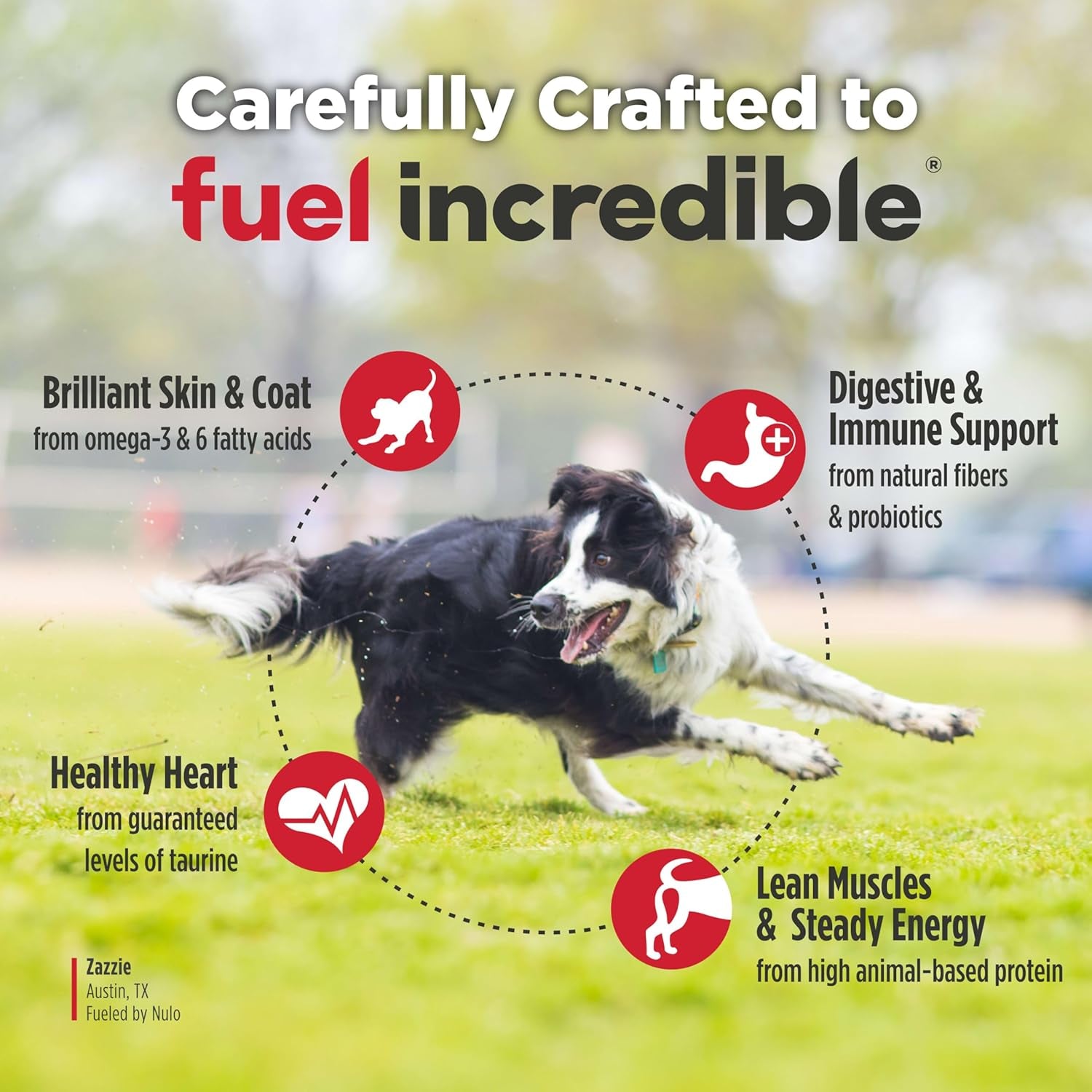 Freestyle Adult Dog Food, Premium All Natural Grain-Free Dry Small Kibble Dog Food, with BC30 Probiotic for Healthy Digestion, and High Animal-Based Protein with No Chicken or Egg Alternatives